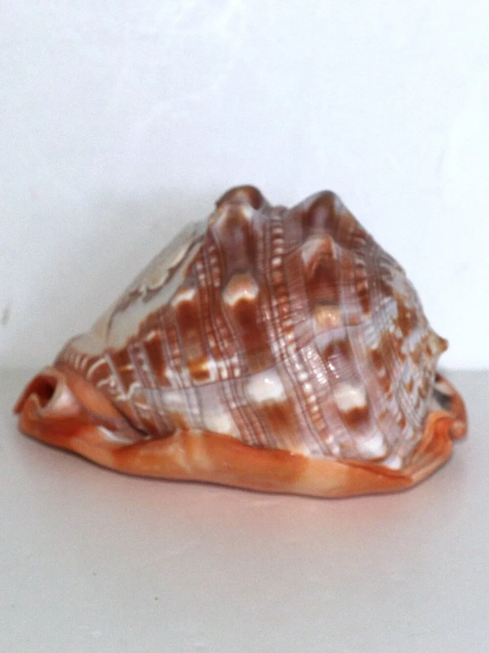 Conch Cameo with hand carved Lady - Picture 2 of 7